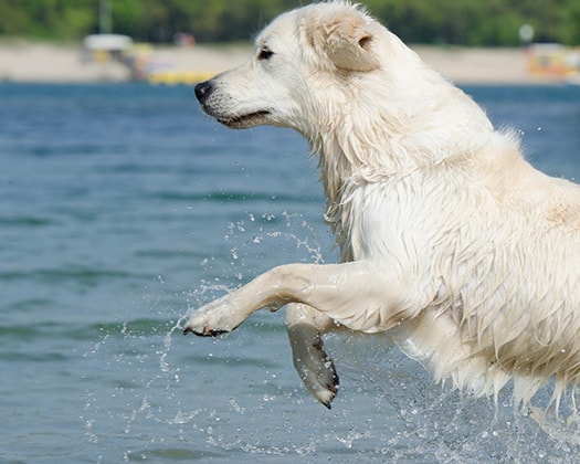 Hund im Wasser