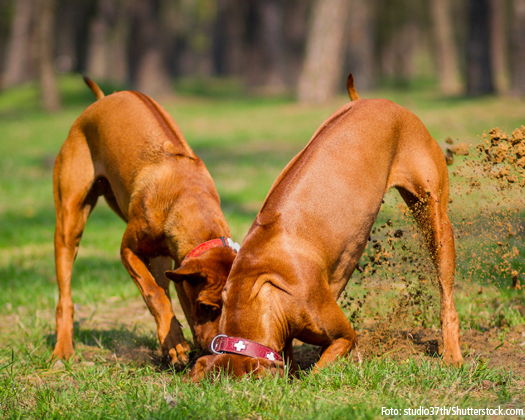 Zwei Rhodesian Ridgeback Hunde