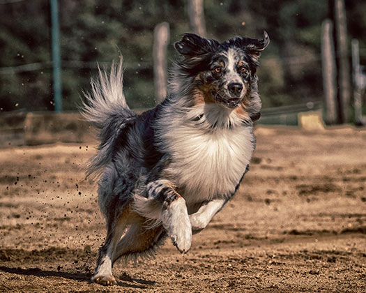 Hund draußen laufend