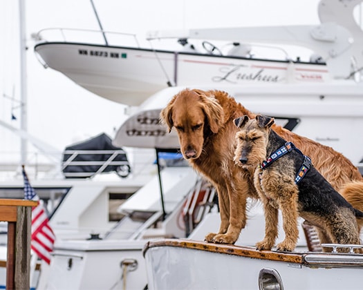 Hund auf Yacht