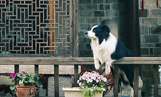 Hund auf Terrasse - Urlaub